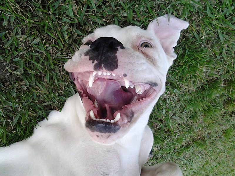 Pet Insurance All Paws Riverside Animal Hospital