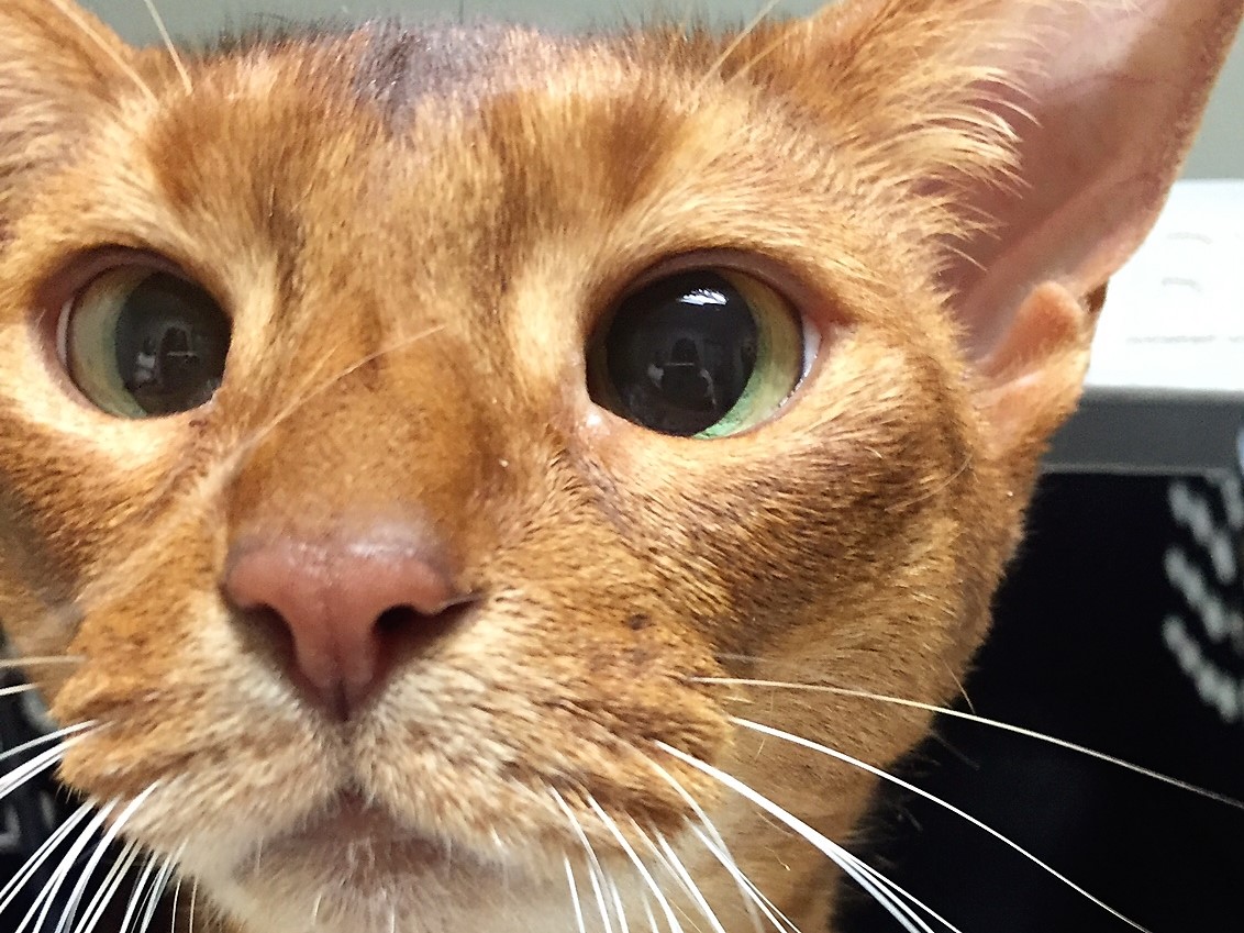 New Clients All Paws Riverside Animal Hospital