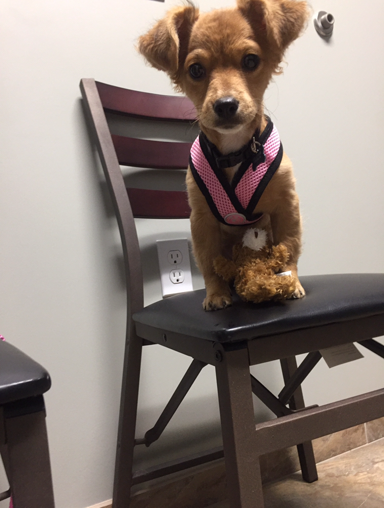 Online Forms All Paws Riverside Animal Hospital