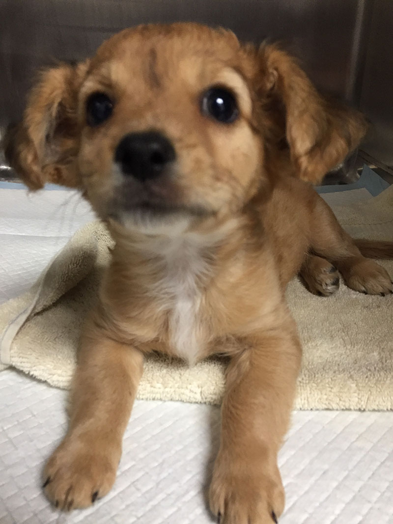 About Us All Paws Riverside Animal Hospital