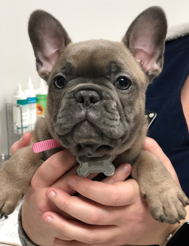 New Clients All Paws Riverside Animal Hospital