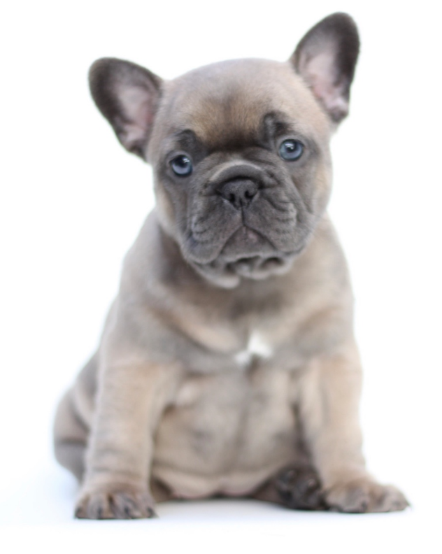 New Clients All Paws Riverside Animal Hospital